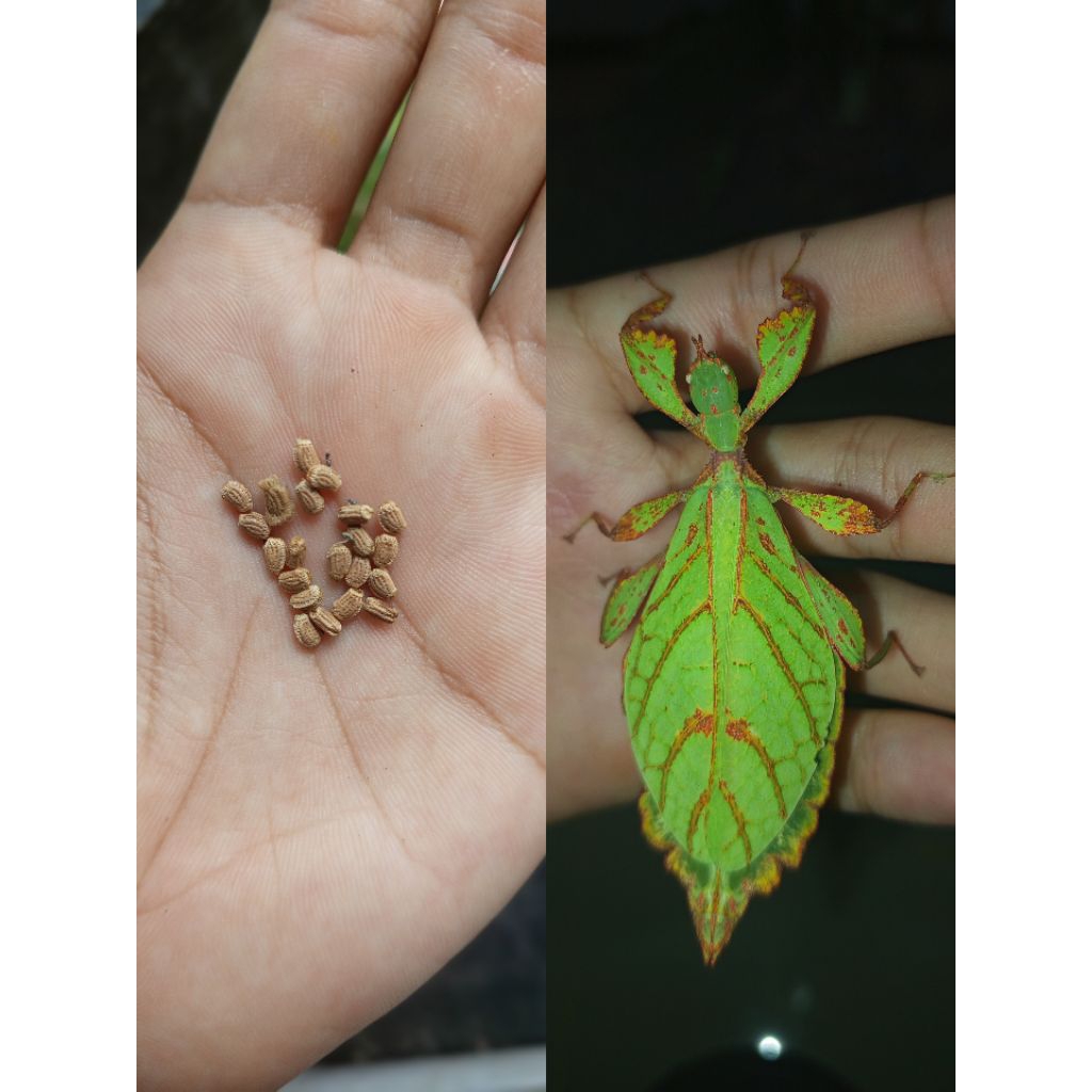 telur belalang daun | phyllium jacobsoni | belalang daun | peliharaan unik