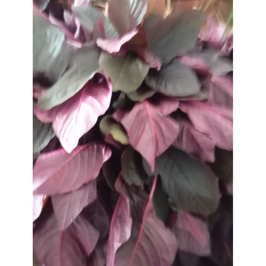 Sayur Bayam Merah / Bayam Limpa / Bayam Cina segar perikat