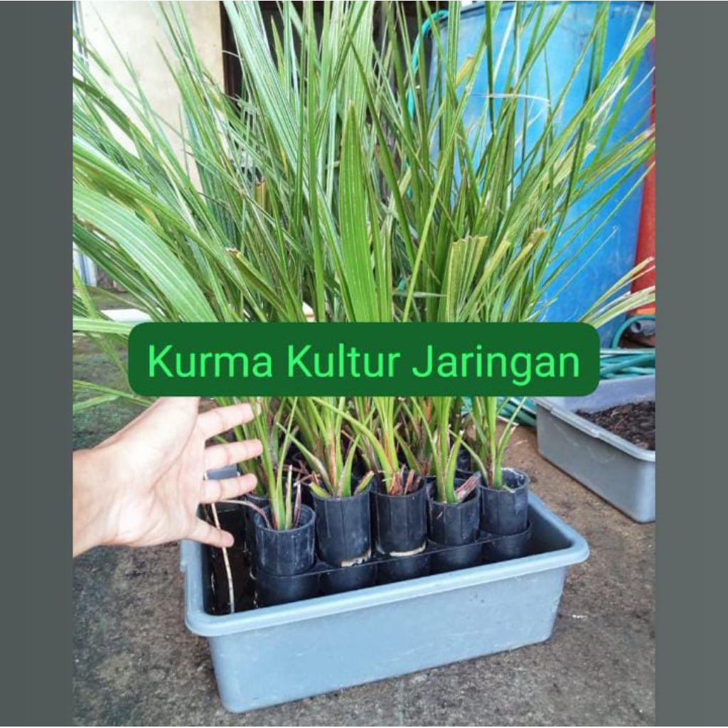 bibit kurma kultur jaringan