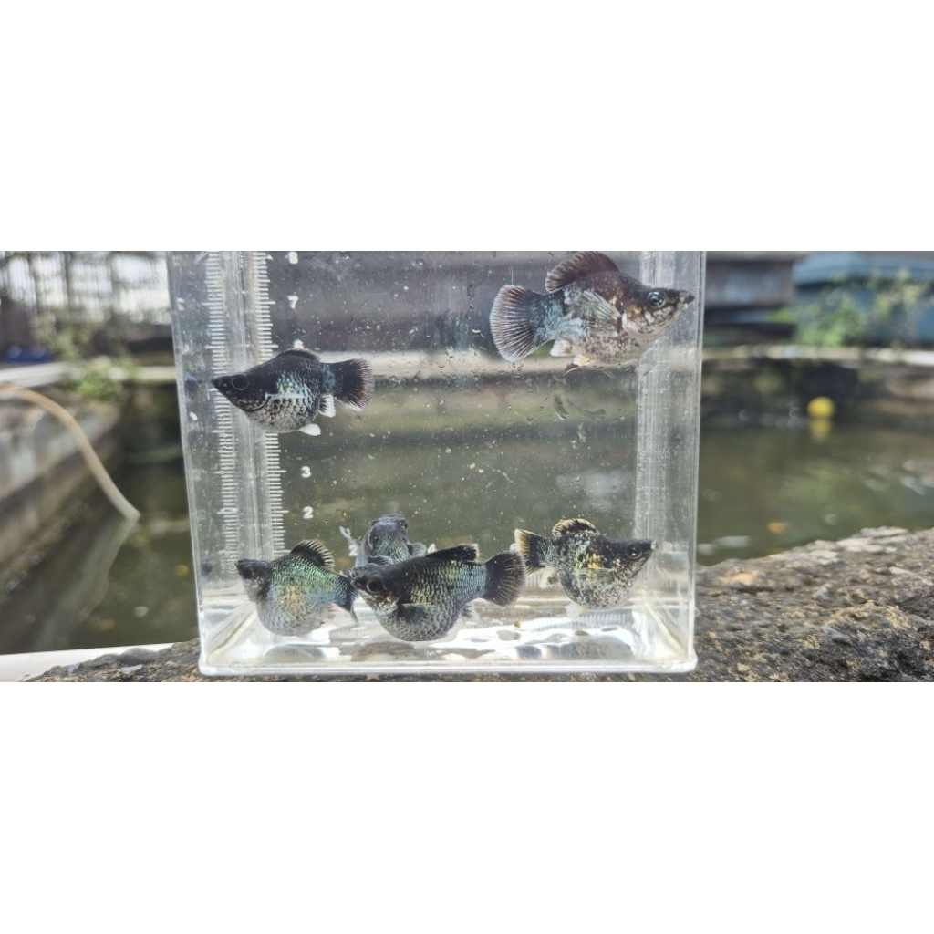 molly balon blue elektrik