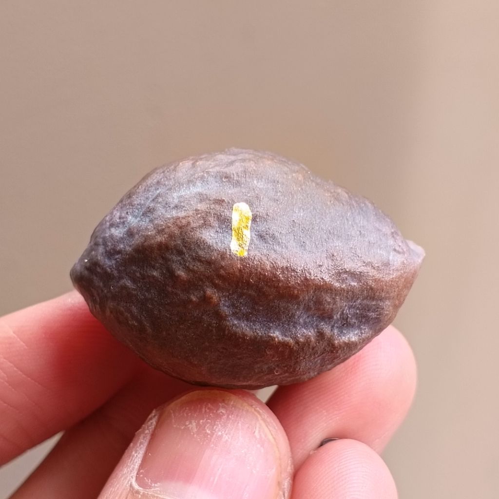 Muncang Adu Jayanti Paku Original kode 1