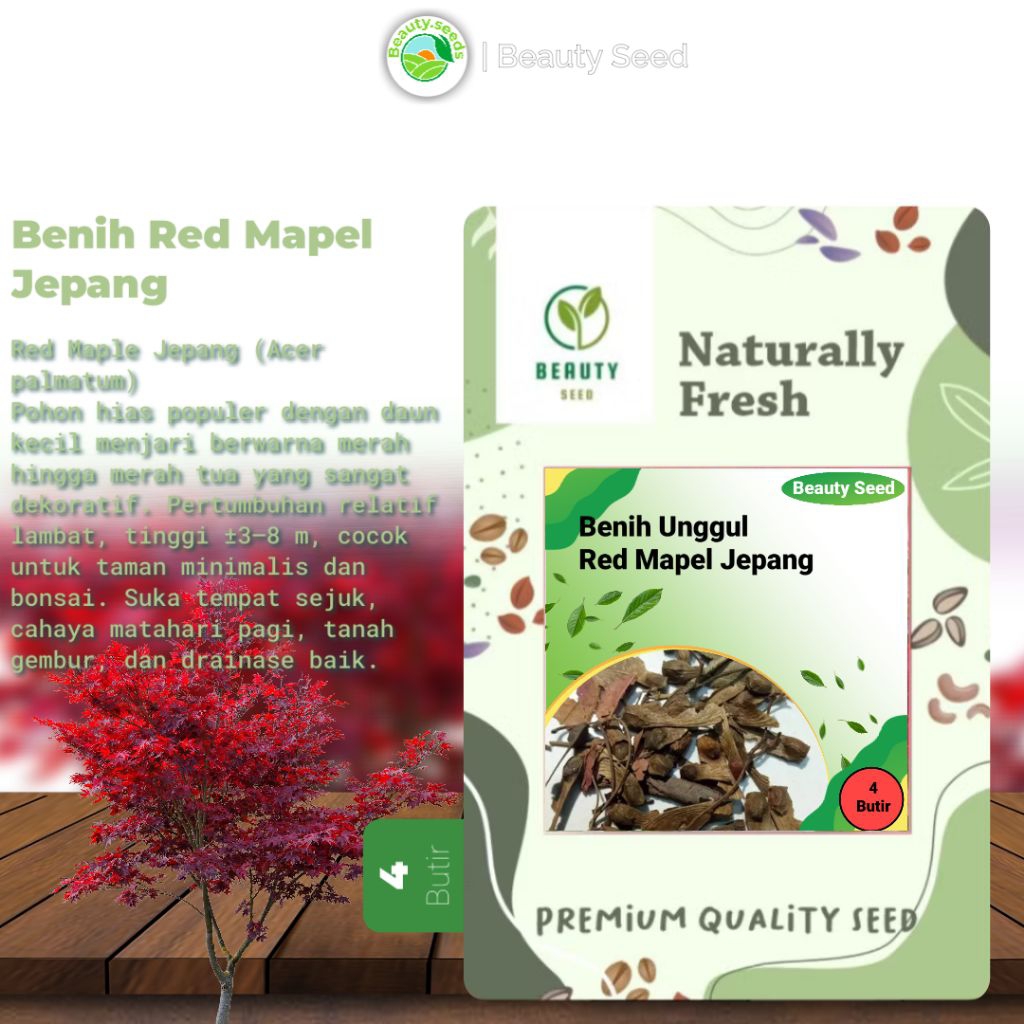 Bibit Maple Jepang Inazuma Tree - Red Maple Pohon Maple Unik - Red Maple 4 Butir