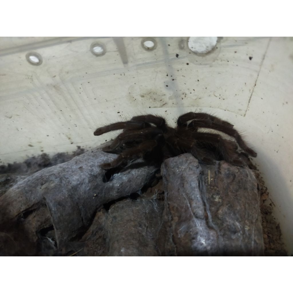 tarantula javanensis besar ( katel Jawa) ( kurir hanya ojek online maksimal 40 km)