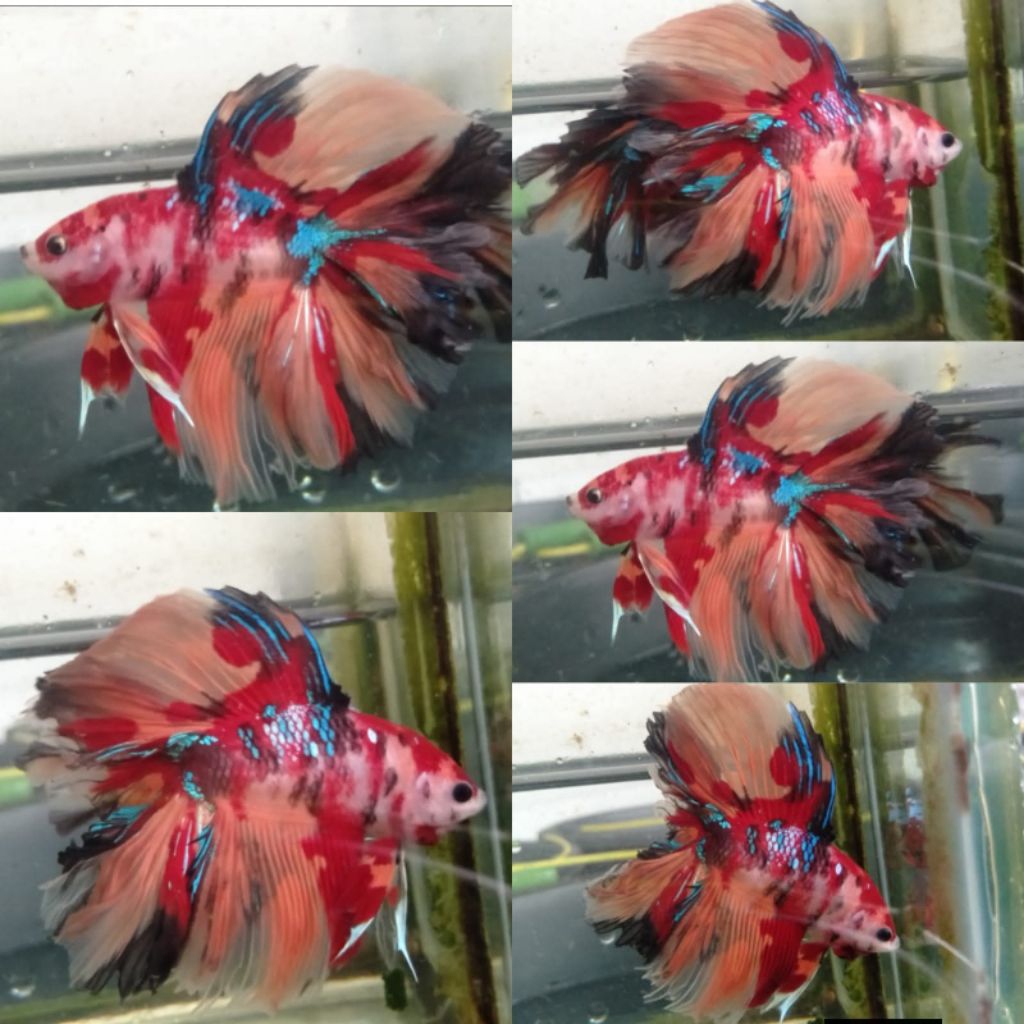 cupang hm multicolor/ikan hias cupang halfmoon multicolor fullblock