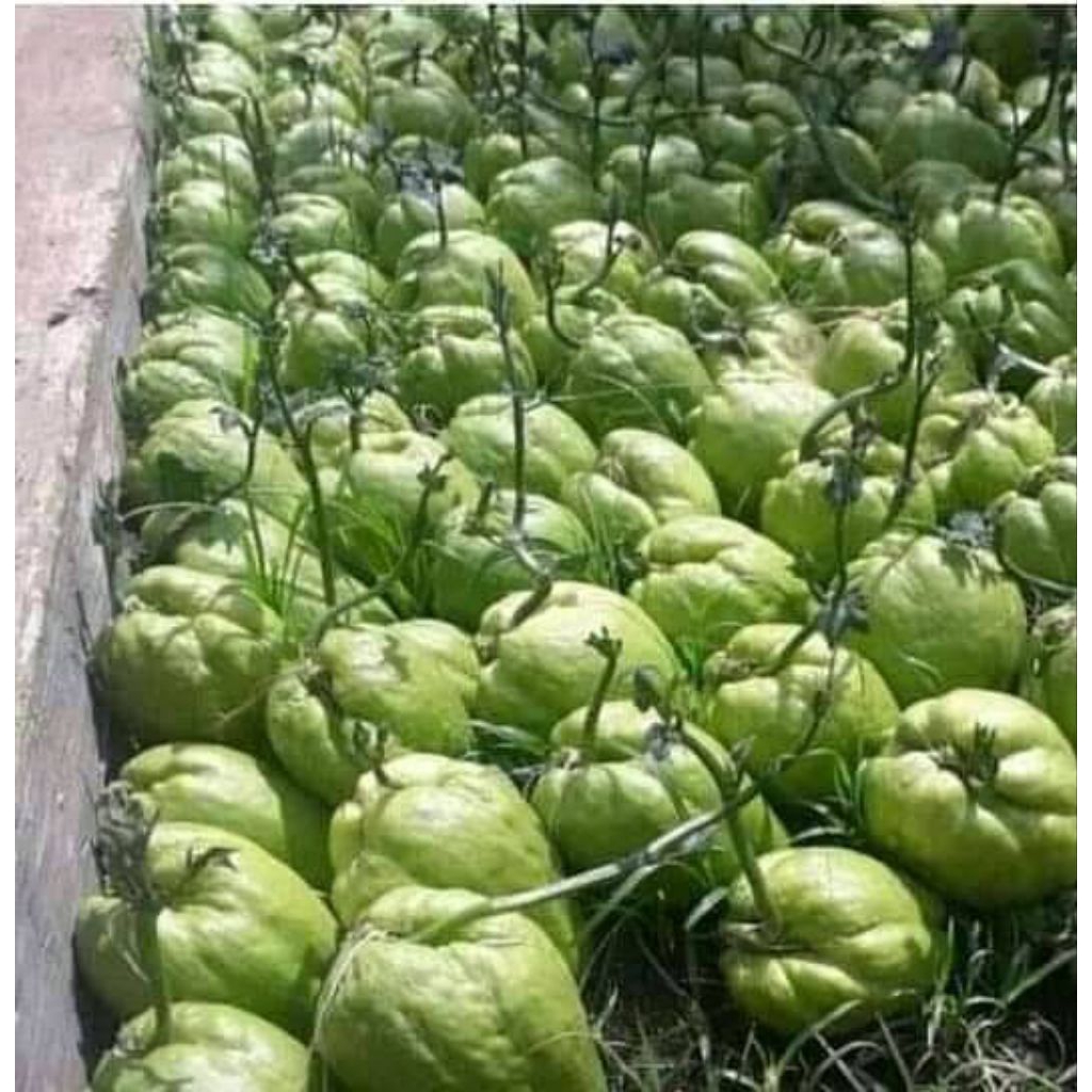 Bibit waluh Siam perbiji