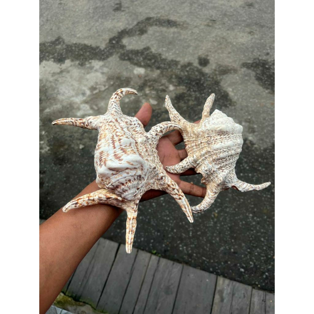 Cangkang Karang Laut Siput Laba laba
