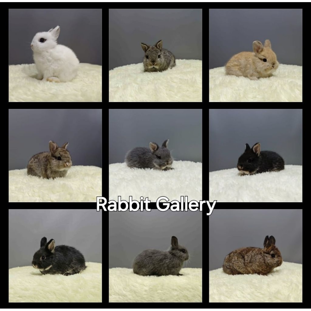 Baby Kelinci ND ( Netherland Dwarf ) Anak kelinci ND Bonus Rumput Timothy Hay / Pelet Vital / Nova u