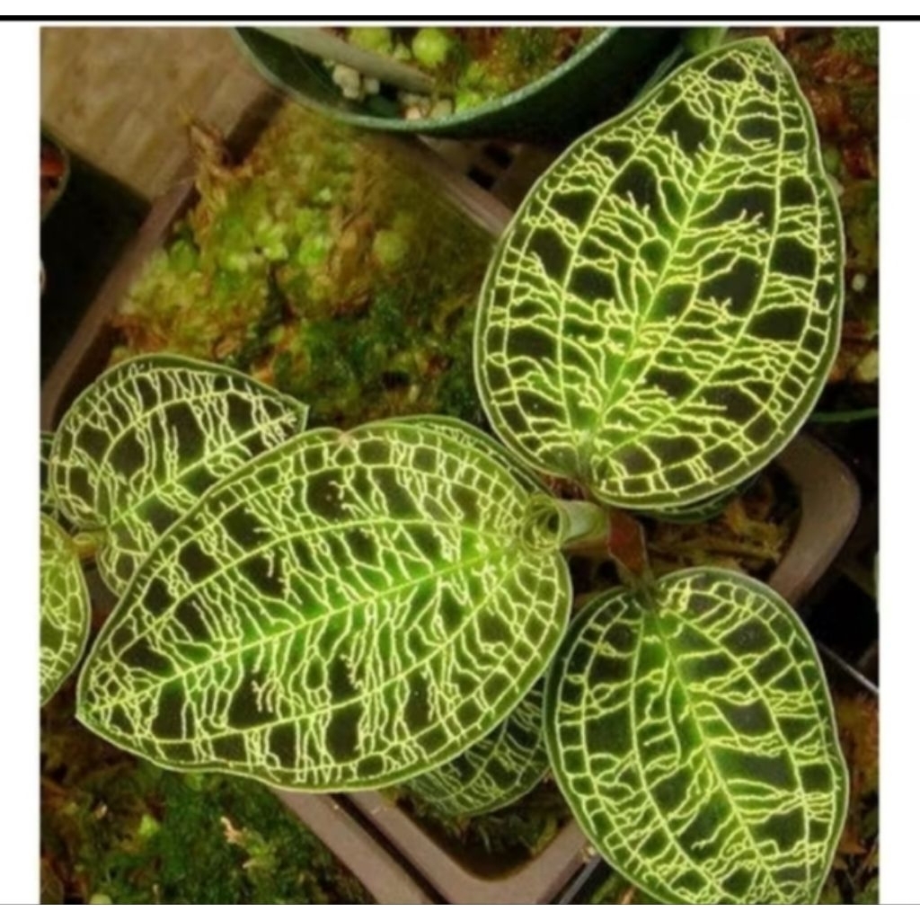 Jewel Orchid Ludisia Discolor | Tanaman Hias Daun Beludru Motif Permata | Indoor Plant Langka