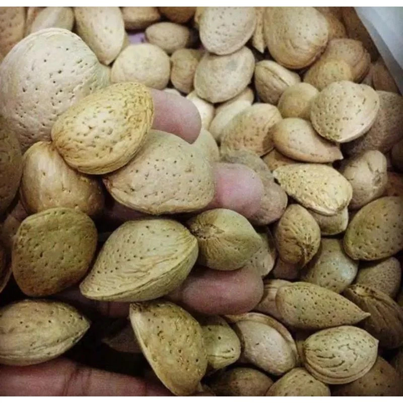 Biji Ketapang Khas Aceh Sudah dikupas dan Belum Kupas