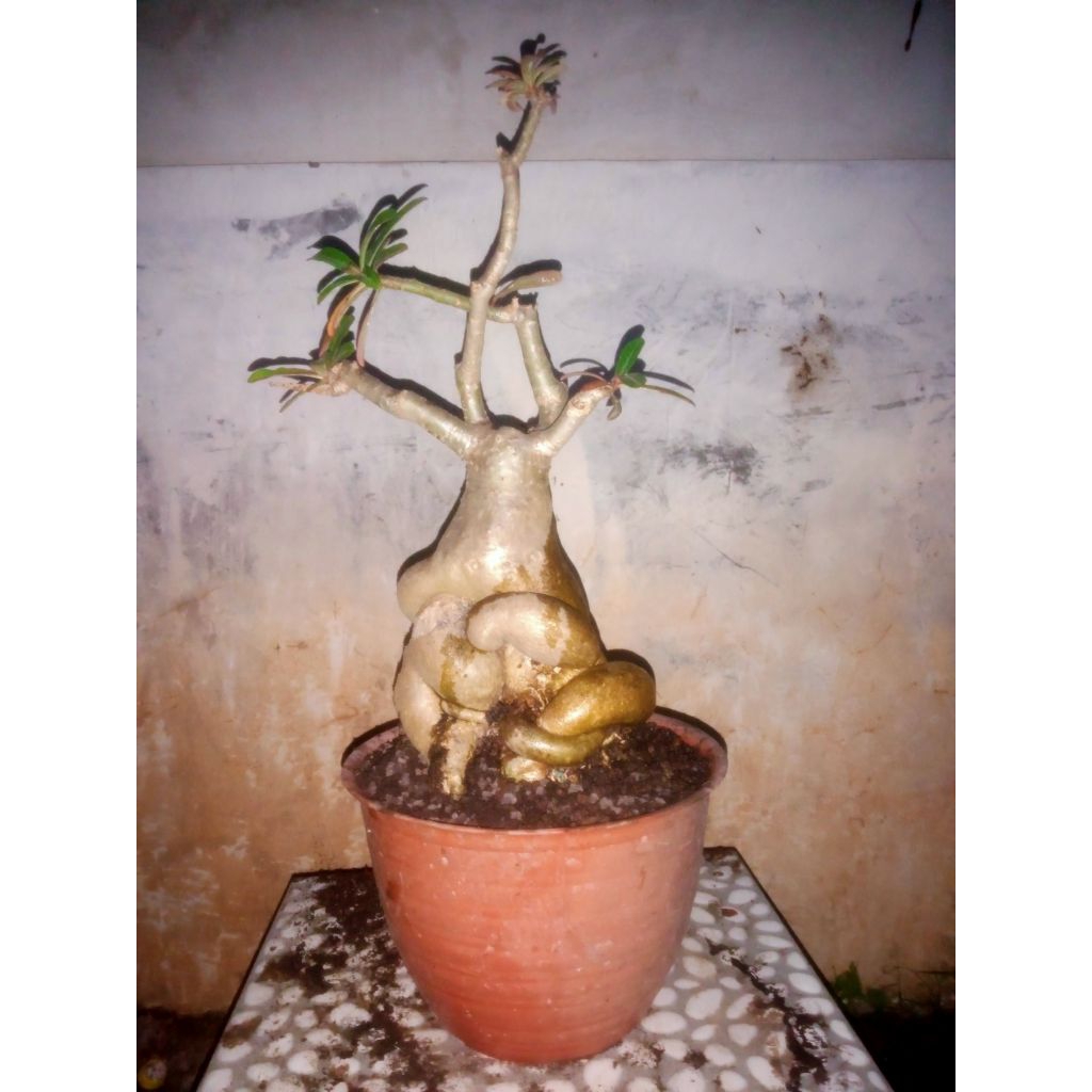 Kamboja Jepang Adenium bonggol besar Unik
