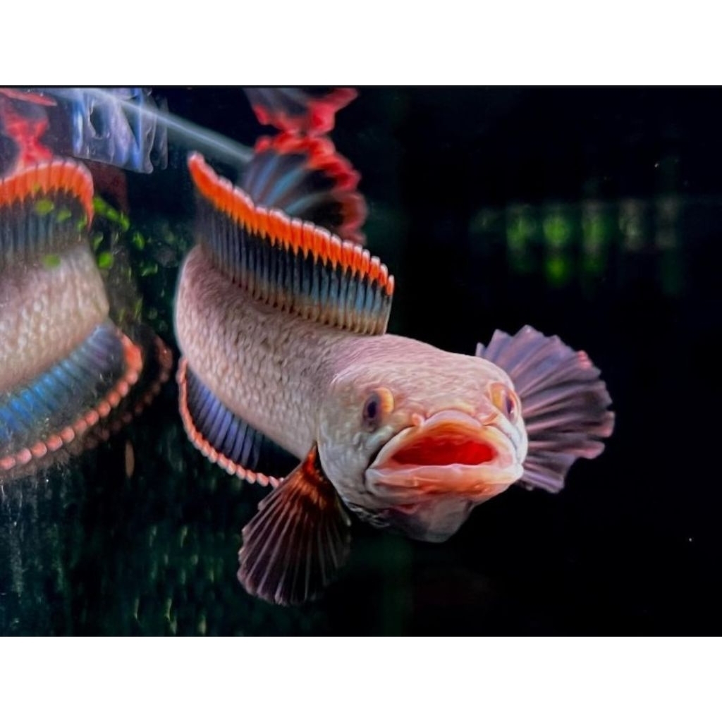 Limbata jumbo Grade A++ pilihan JANTAN rim tebal