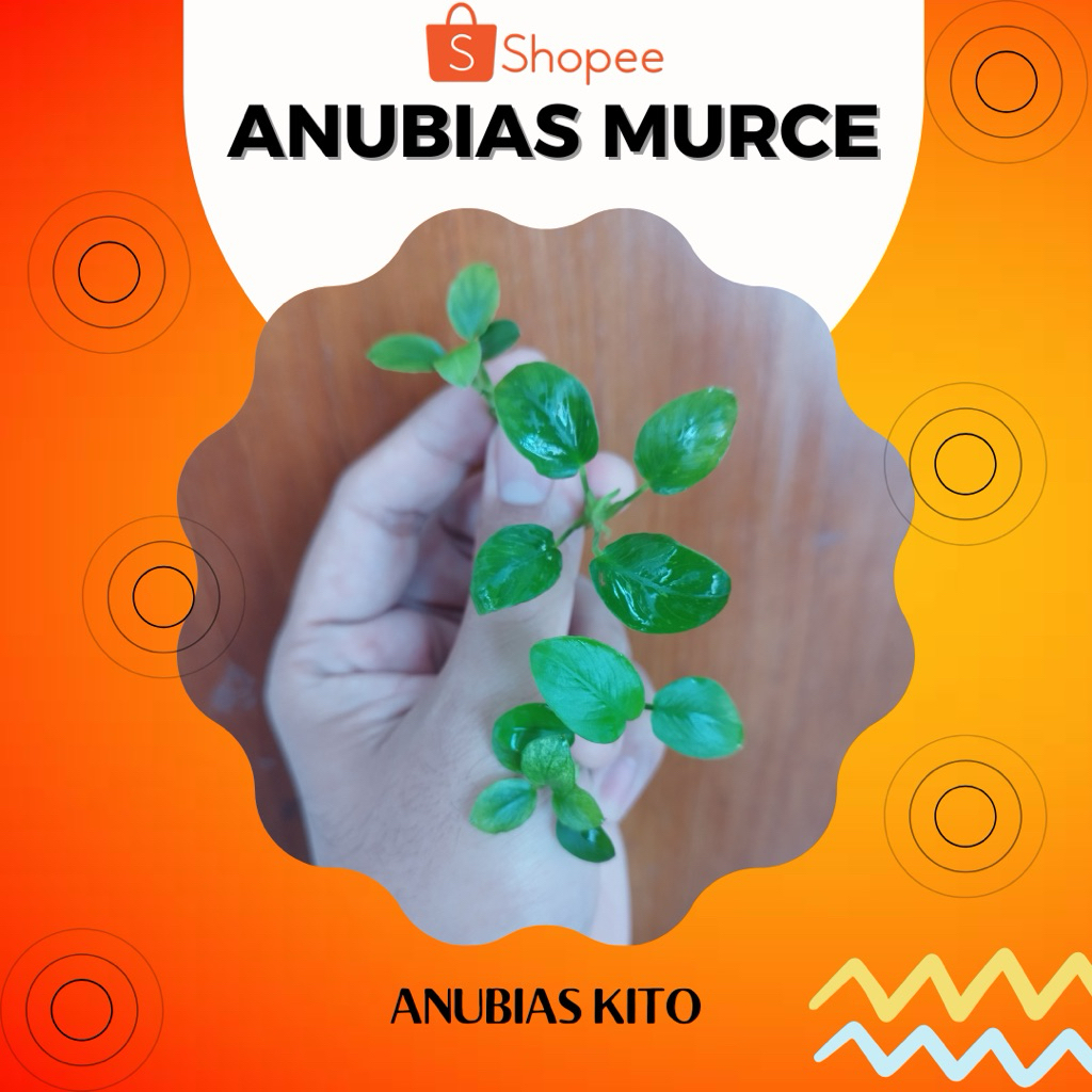 Anubias Murce paket (Paket berisi Anubias Petite, Anubias Panda ijo, Anubias Pinto, Anubias Nana Gol