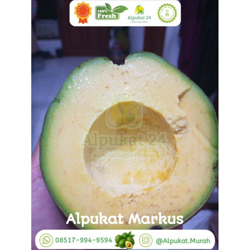 ALPUKAT MARKUS PUMPKIN / ALPUKAT ORGANIK / ALPUKAT JUMBO / ALPUKAT24 / ALPUKAT BERGARANSI
