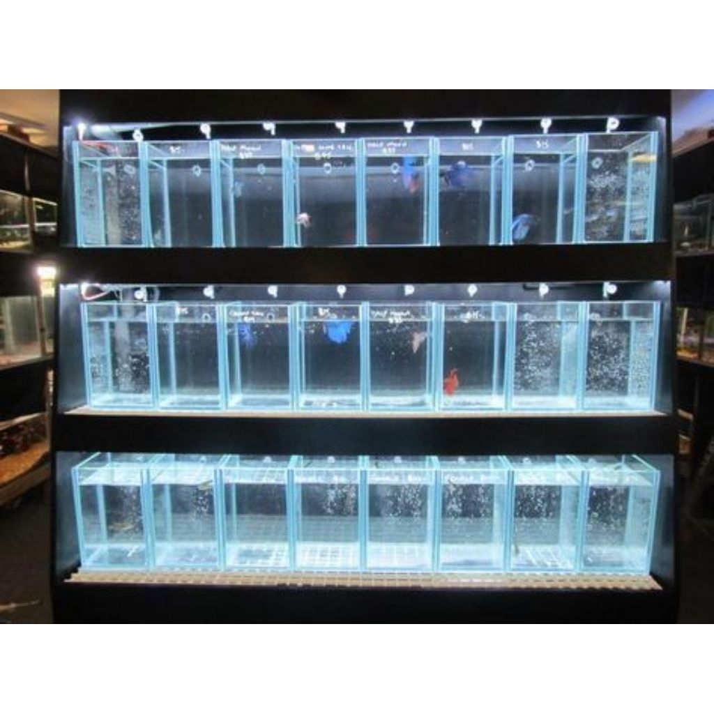 Aquarium mini Aquarium Cupang Soliter Aquarium sekat