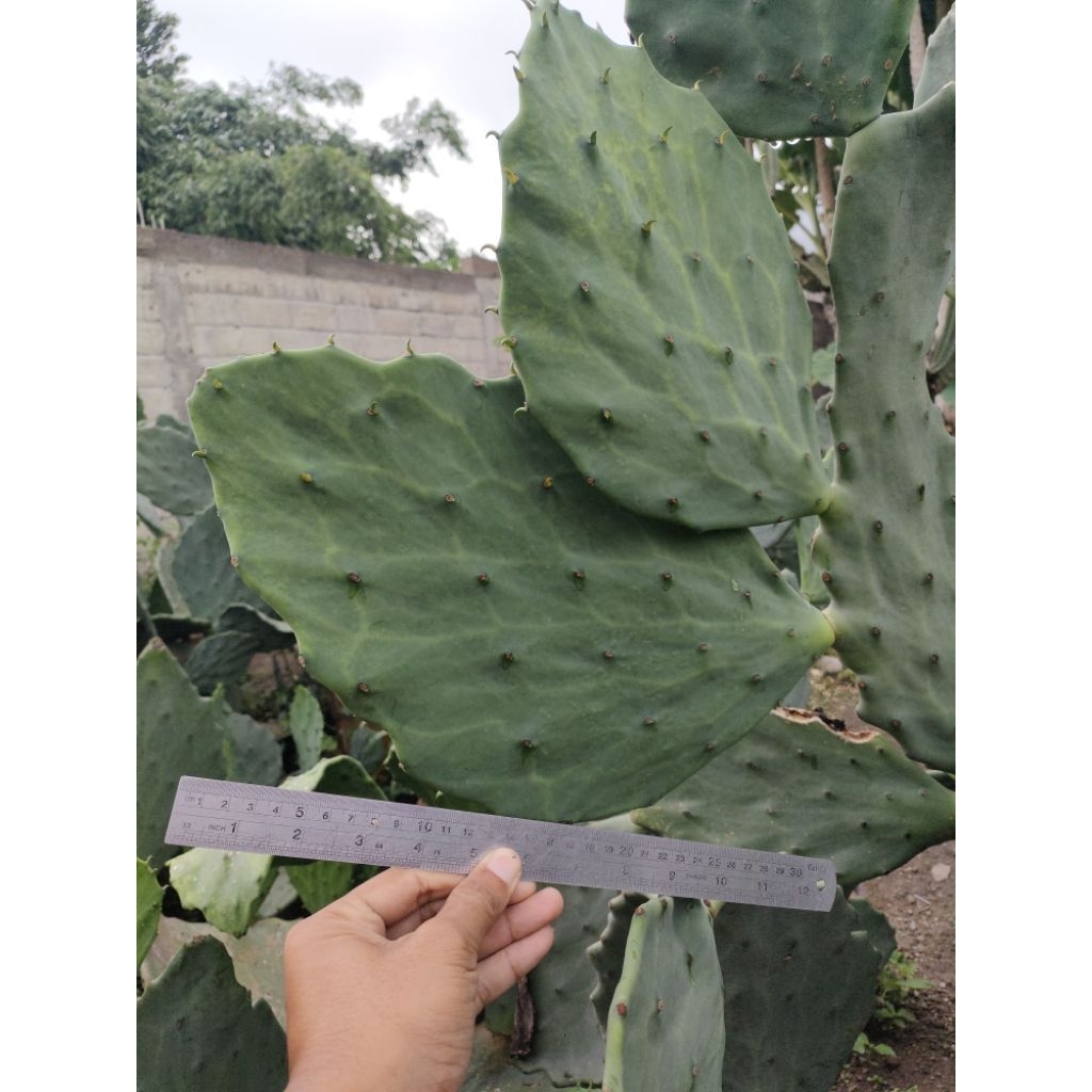 kaktus opuntia gomei jumbo