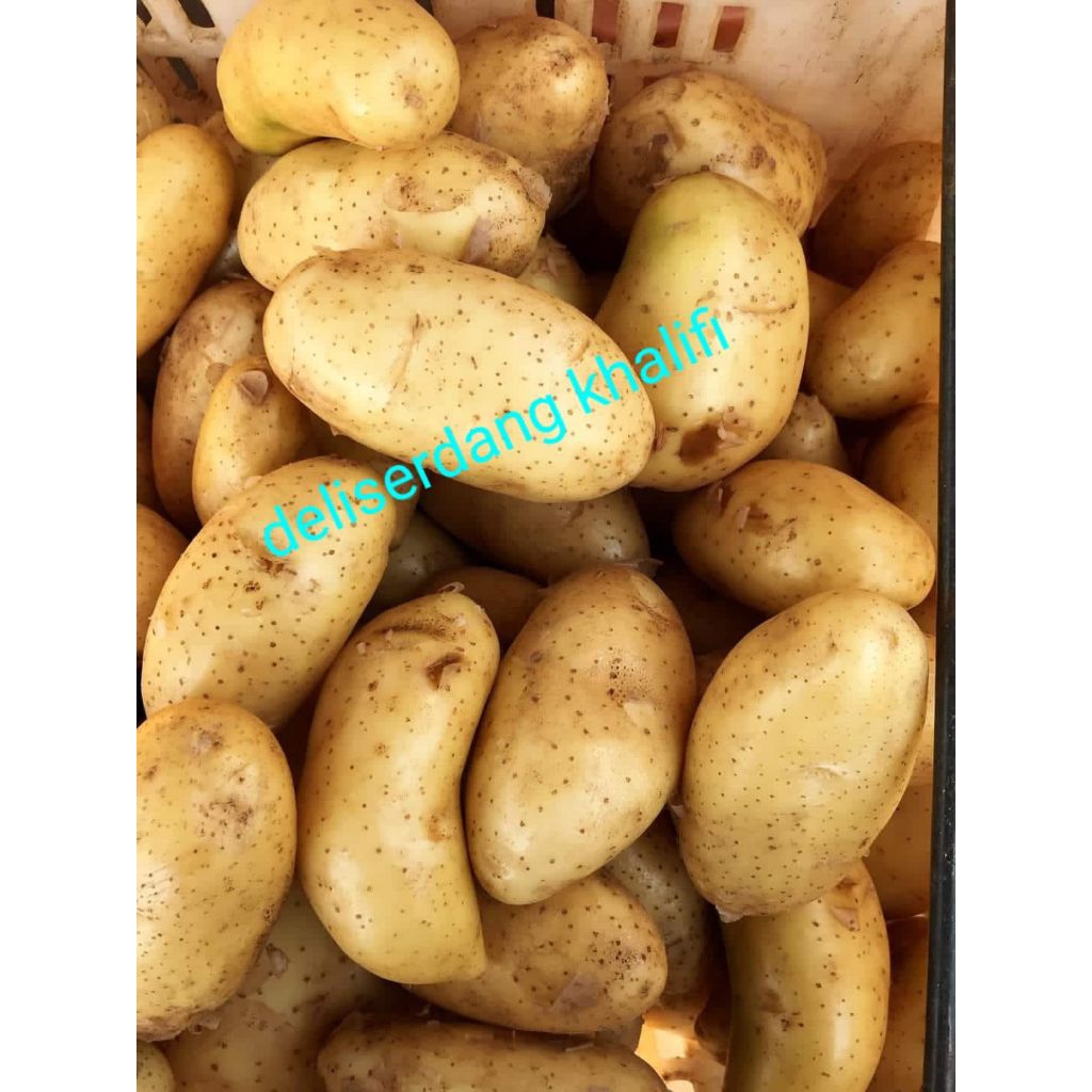 KENTANG BESAR KENTANG SUPER 1KG