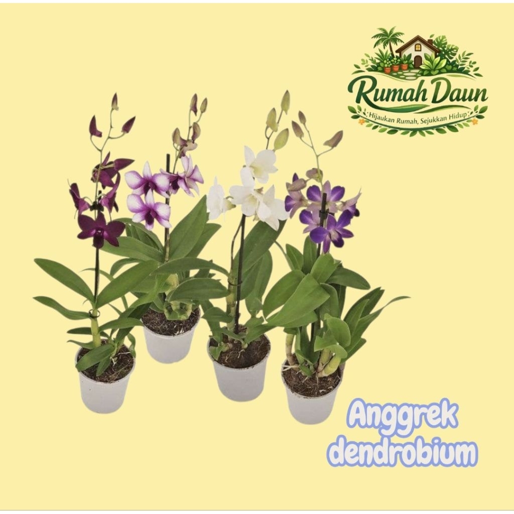 tanaman hias anggrek dendrobium bunga ungu - pohon anggrek dendrobium