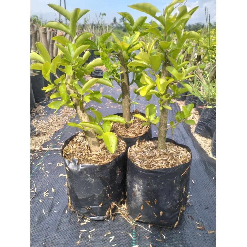 BIBIT BONSAI SIANCI MANIS - SEHAT & SUBUR