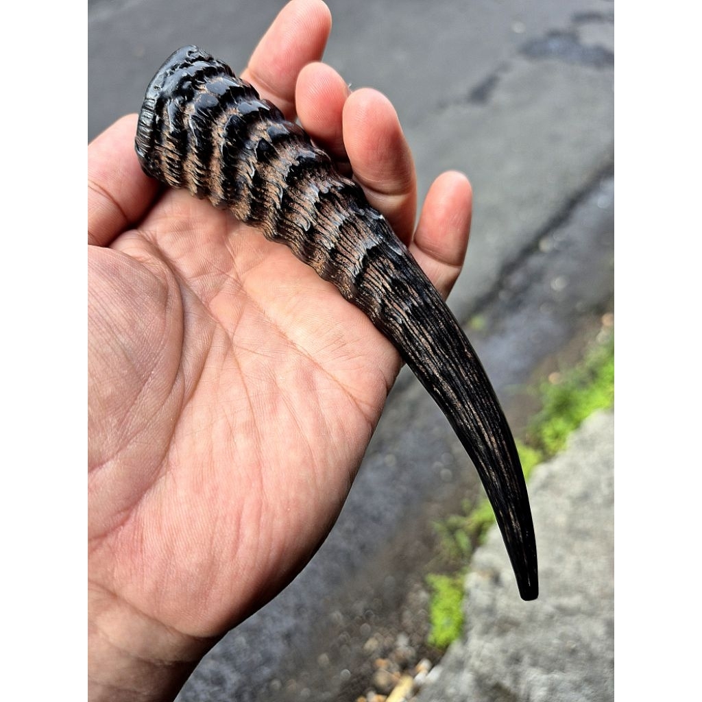 Once pipa tanduk kamhut jumbo