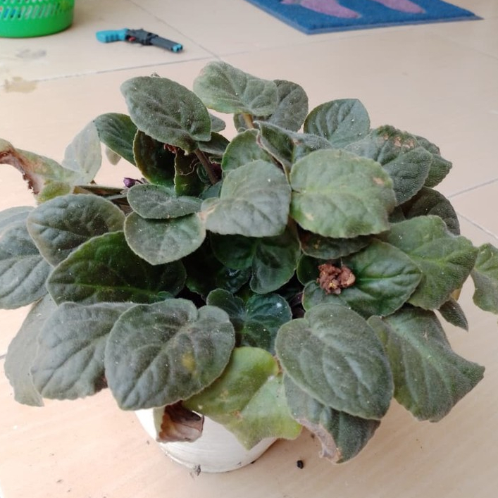 TANAMAN AFRICAN VIOLET