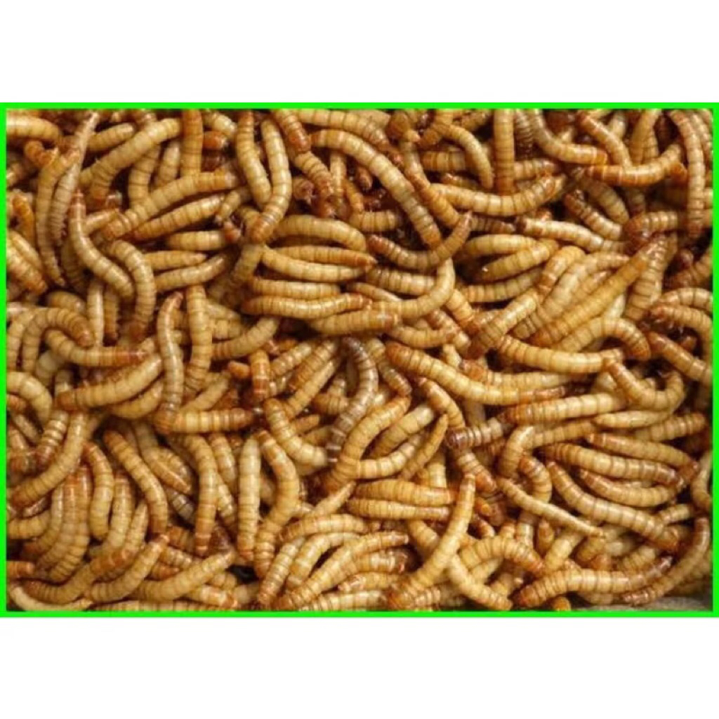 Ulat hongkong Hidup 100g/500g 1 kg Untuk Pakan Ikan Dan Burung