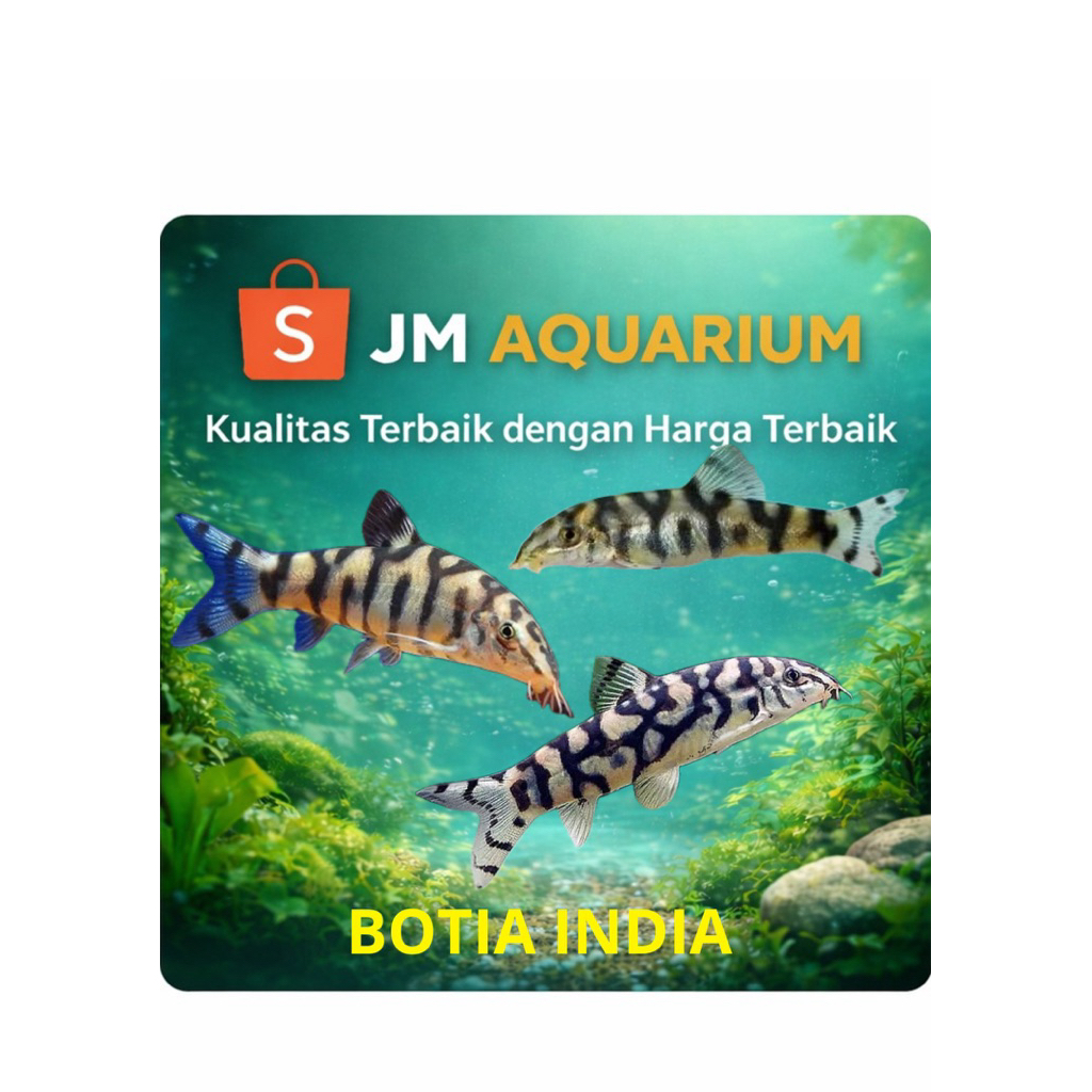 (INSTAN) IKAN BOTIA INDIA