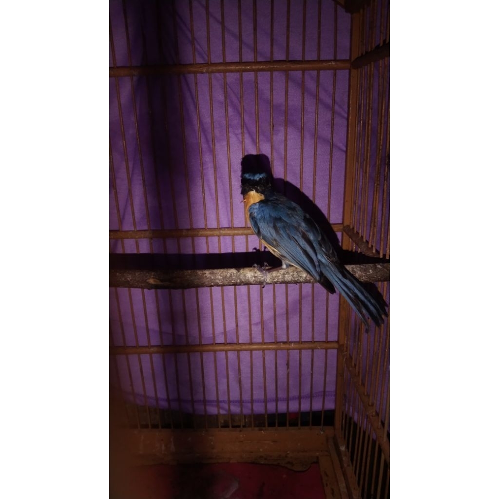 Burung tledekan gunung Sumatra jantan mulus