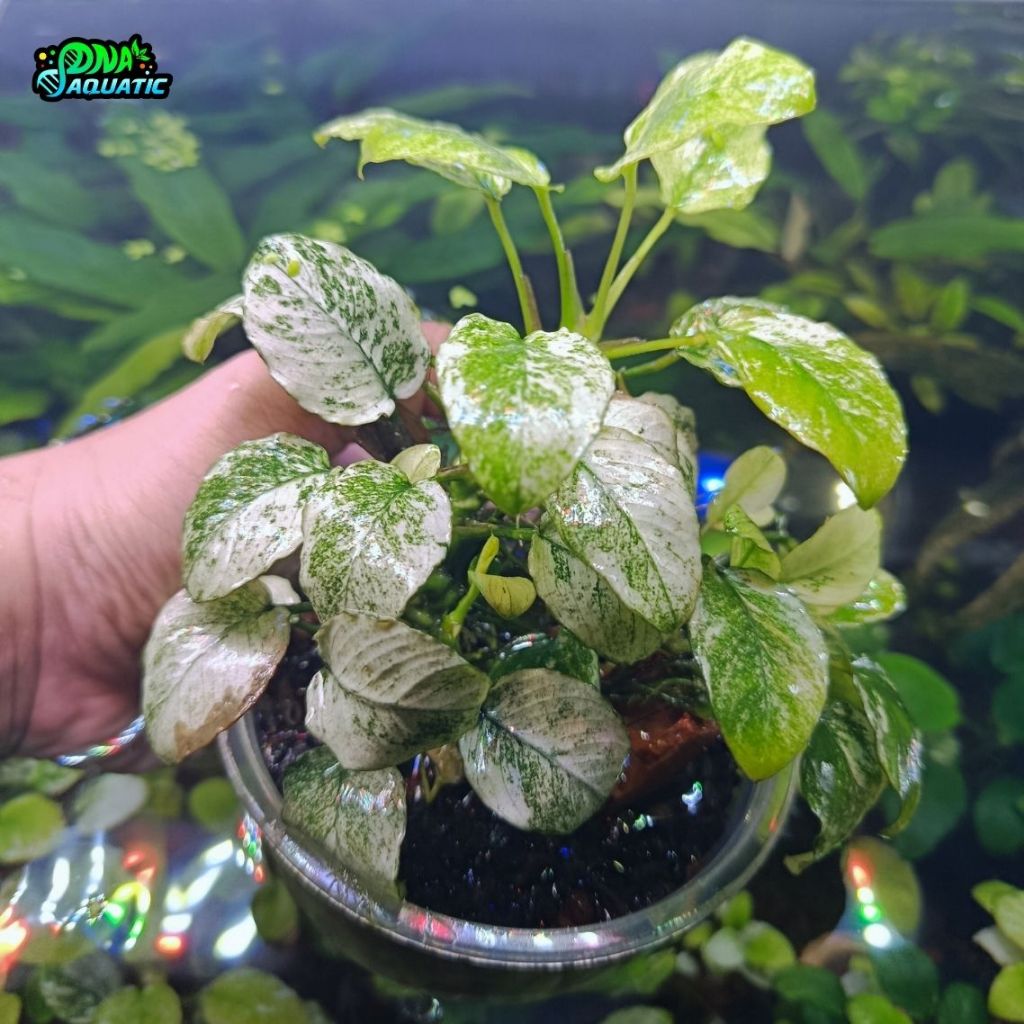 Anubias Pinto Dennerle Variegata Rizome Full Daun Air Tanaman Aquascape