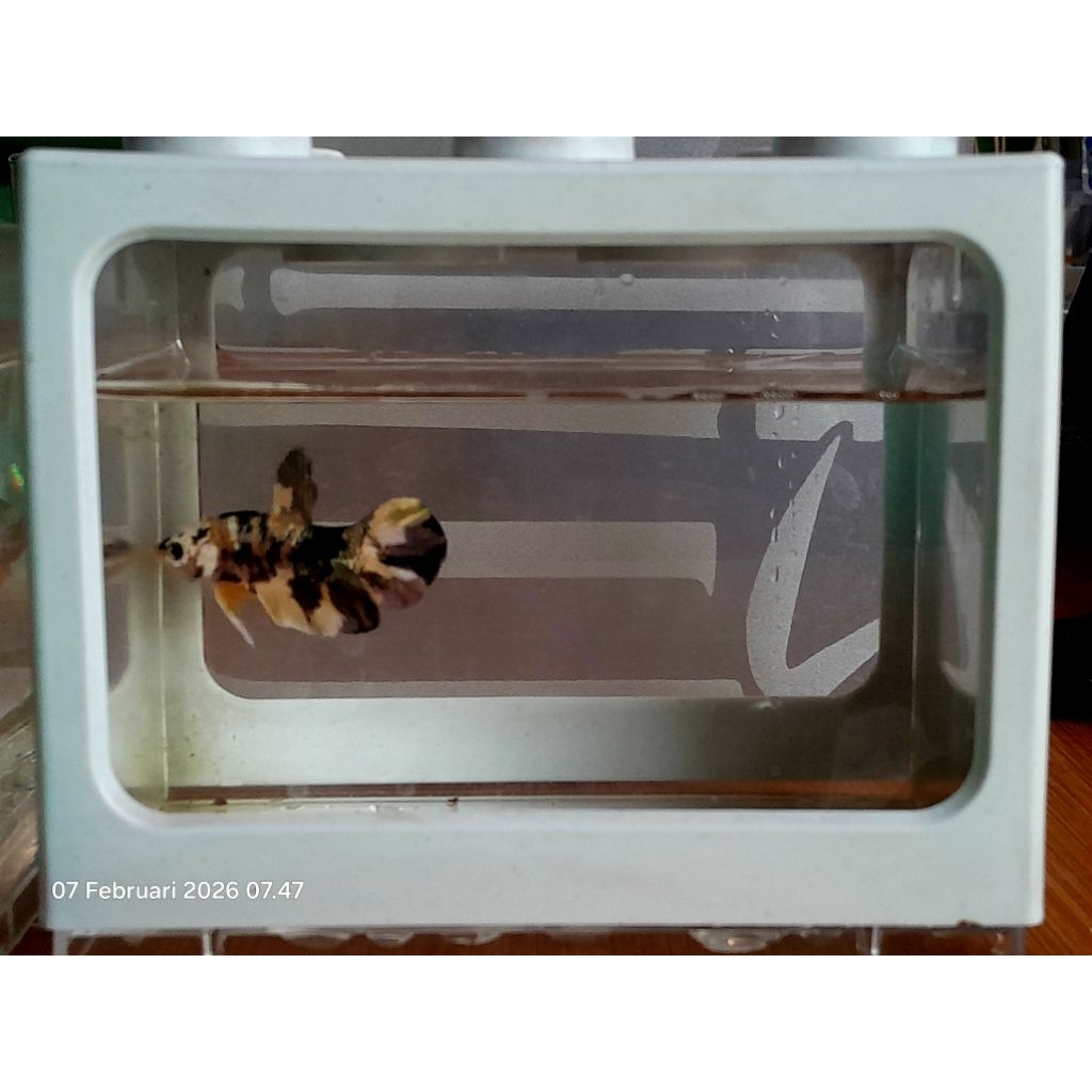 cupang yellow base + box pajangan