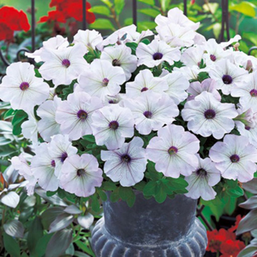 Petunia Diva Silver Blotch F1