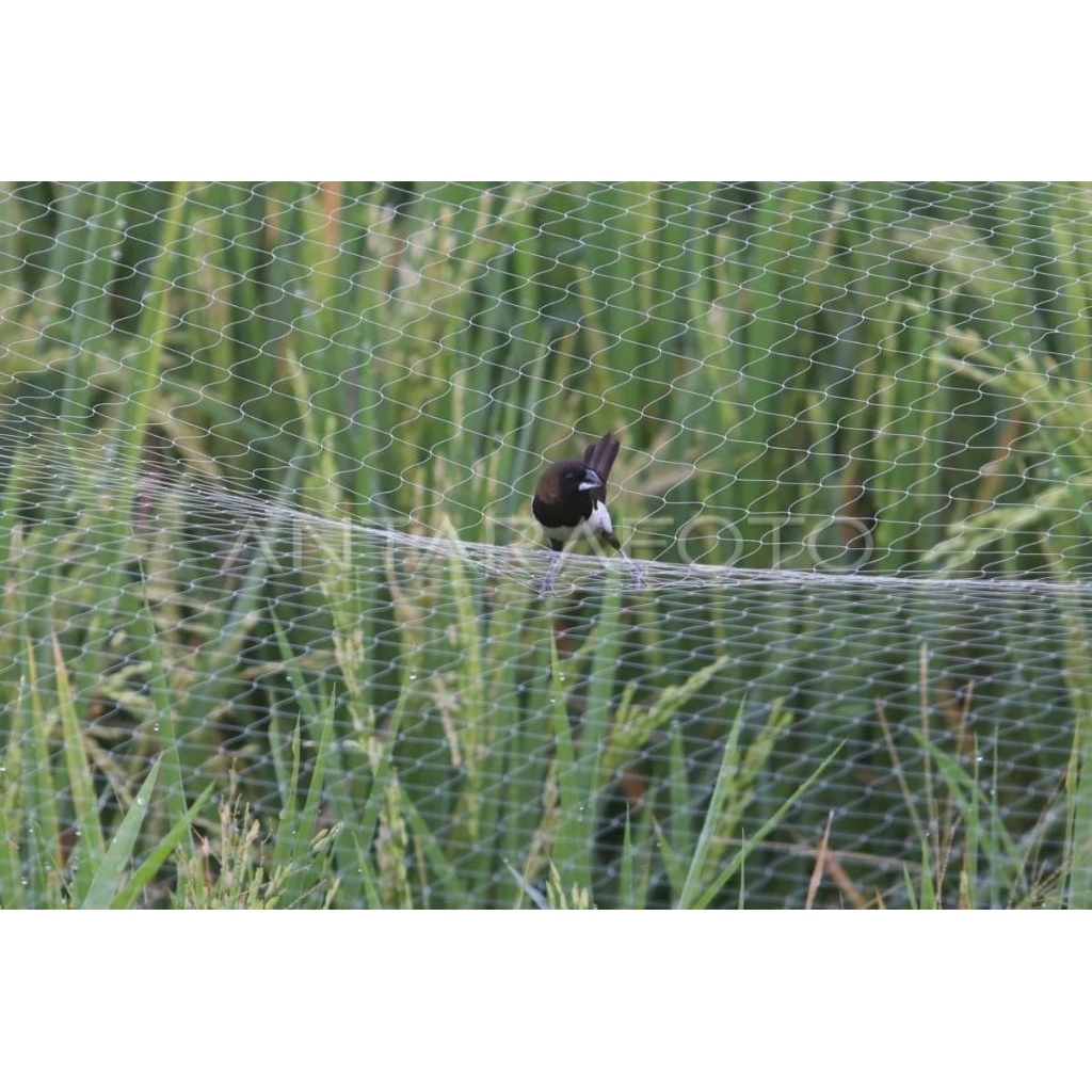 Jaring Burung Pipit Pelindung Sawah