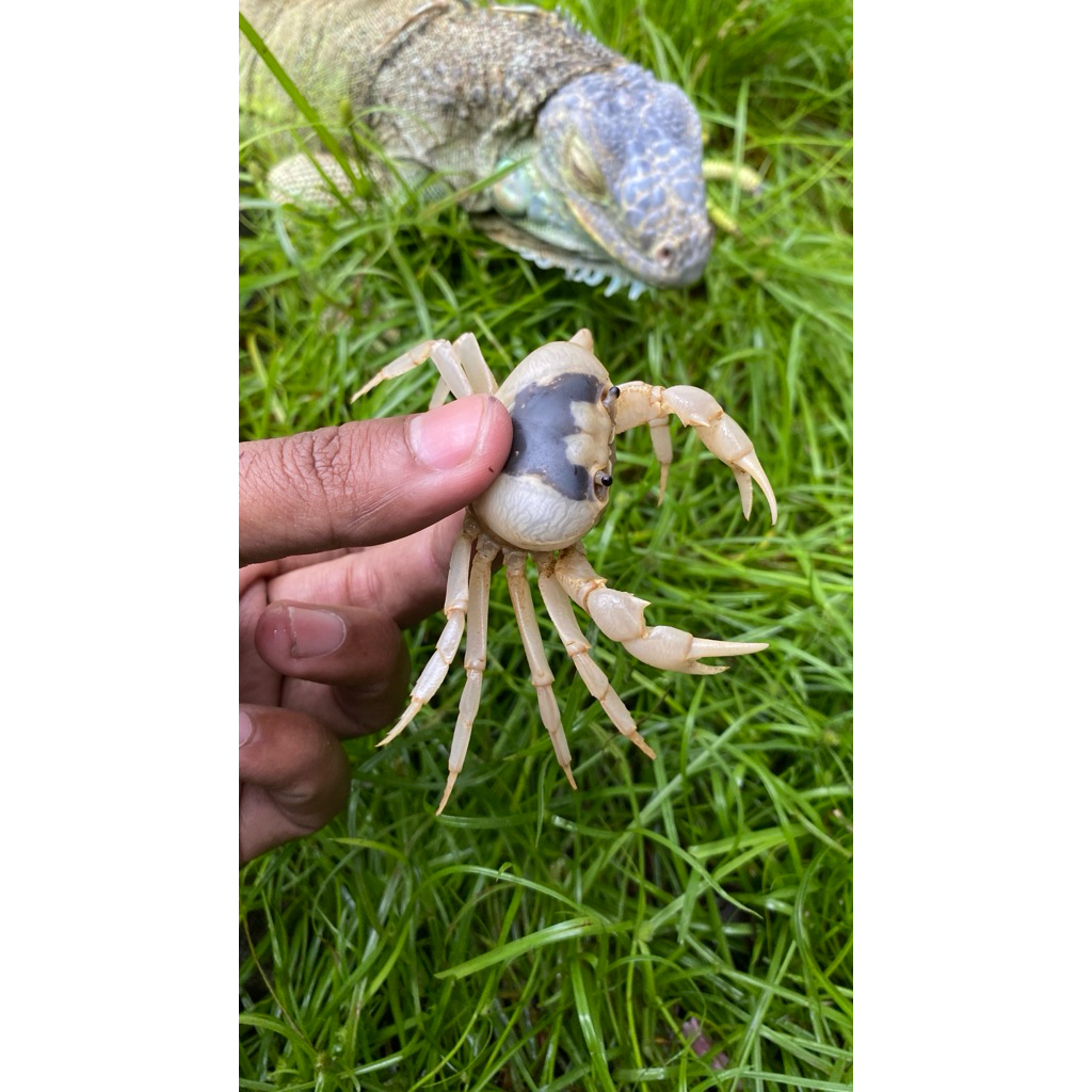 BANANA CRAB | KEPITING HIAS AIR TAWAR