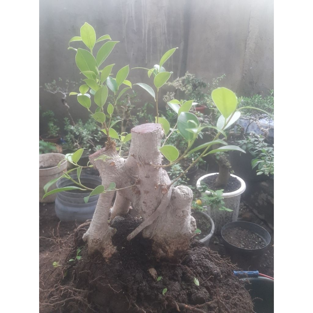 Bonsai Bahan Kimeng Bogel Unik
