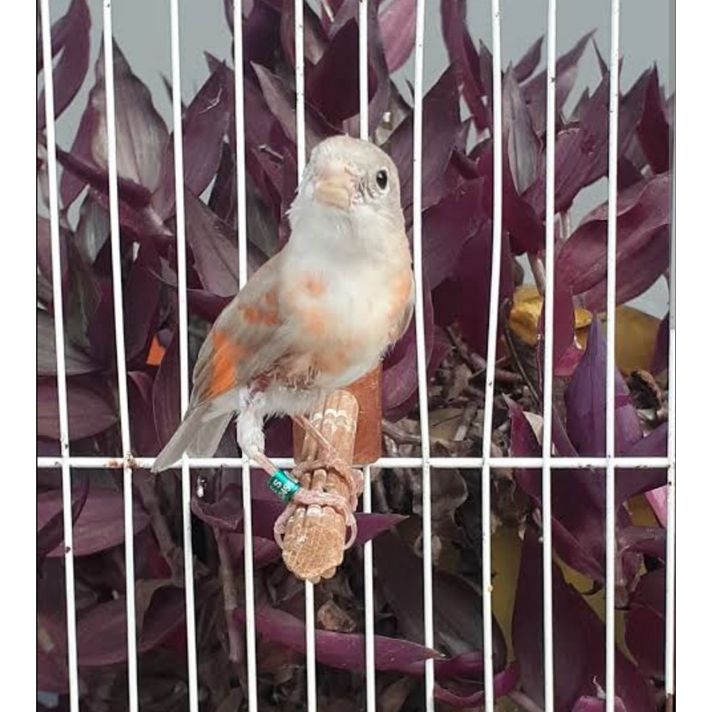 red siskin double dilut betina siap ternak