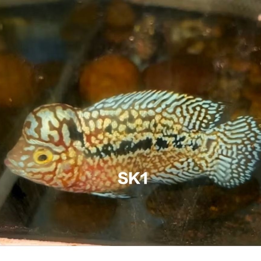 burayak louhan kamfa f2 ukuran 3-5cm