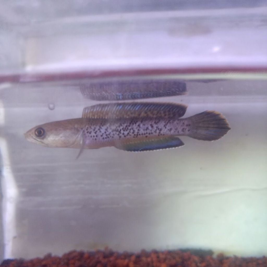 Ikan Hias Stewarti Arunachal 11-13cm Full Dot Premium