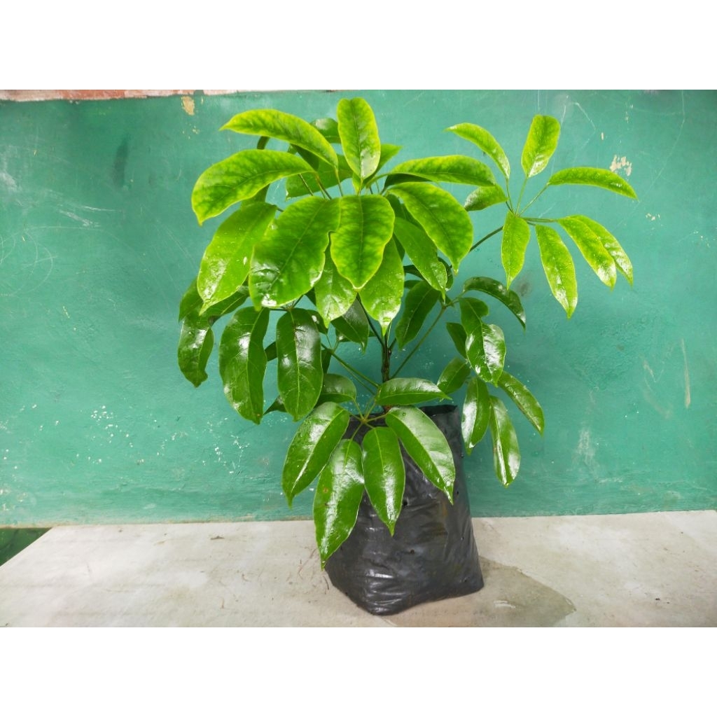 bibit kayu Tlogosari