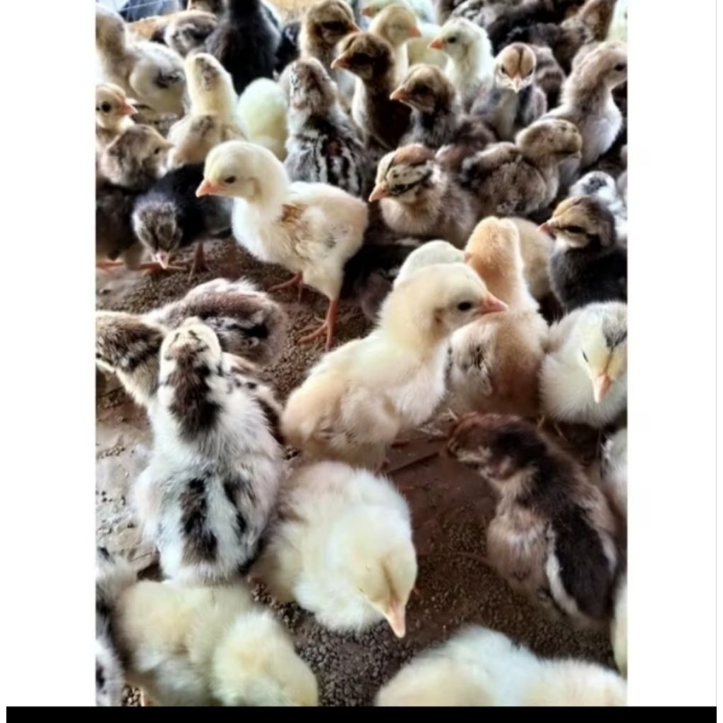 ayam kub - AYAM KUB - ayam kub polos - ayam murah