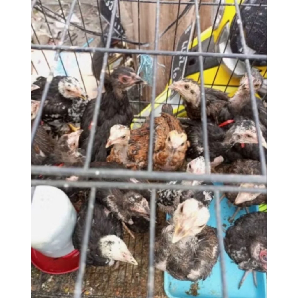 anak ayam kampung usia 3 minggu - anak ayam kampung siap lepas