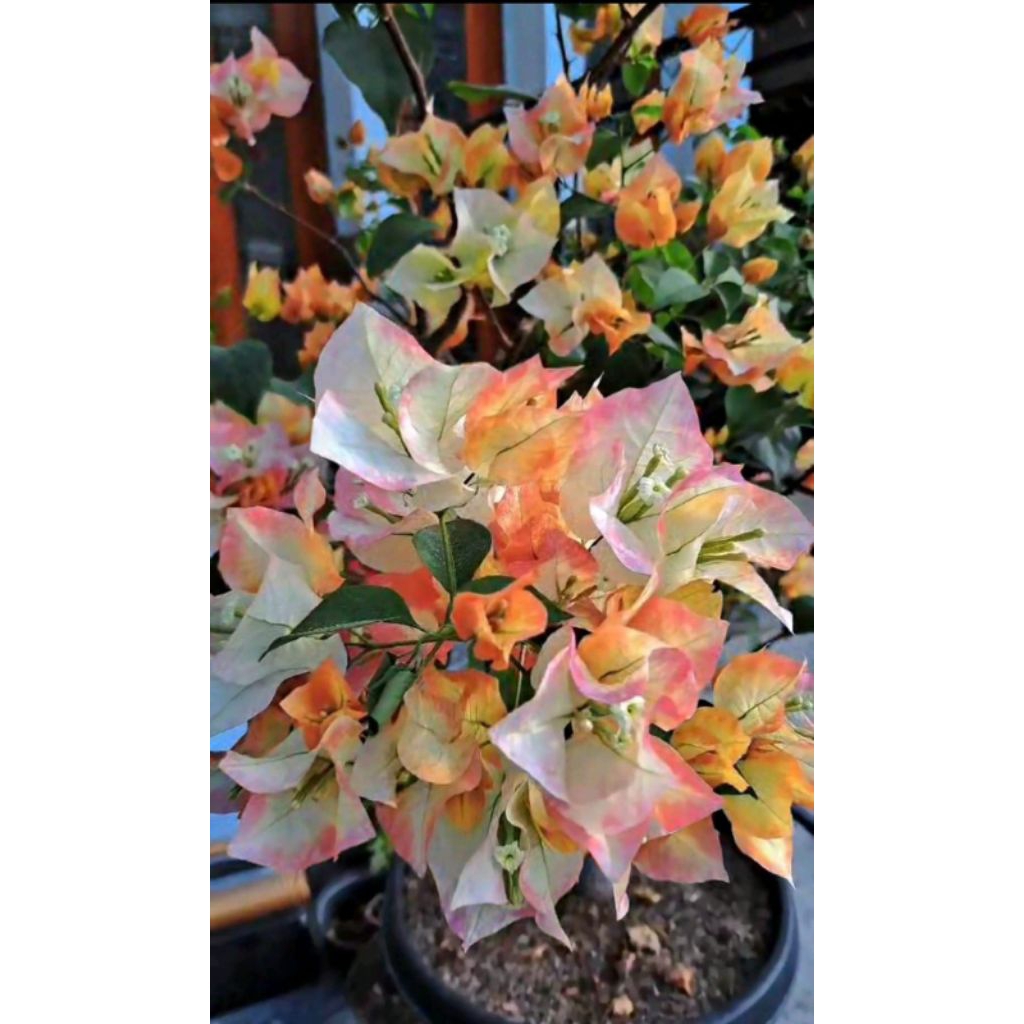 Bibit Bougenville Golden Sunshine