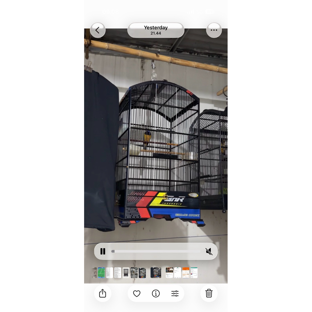 cucak cungkok hanya burja