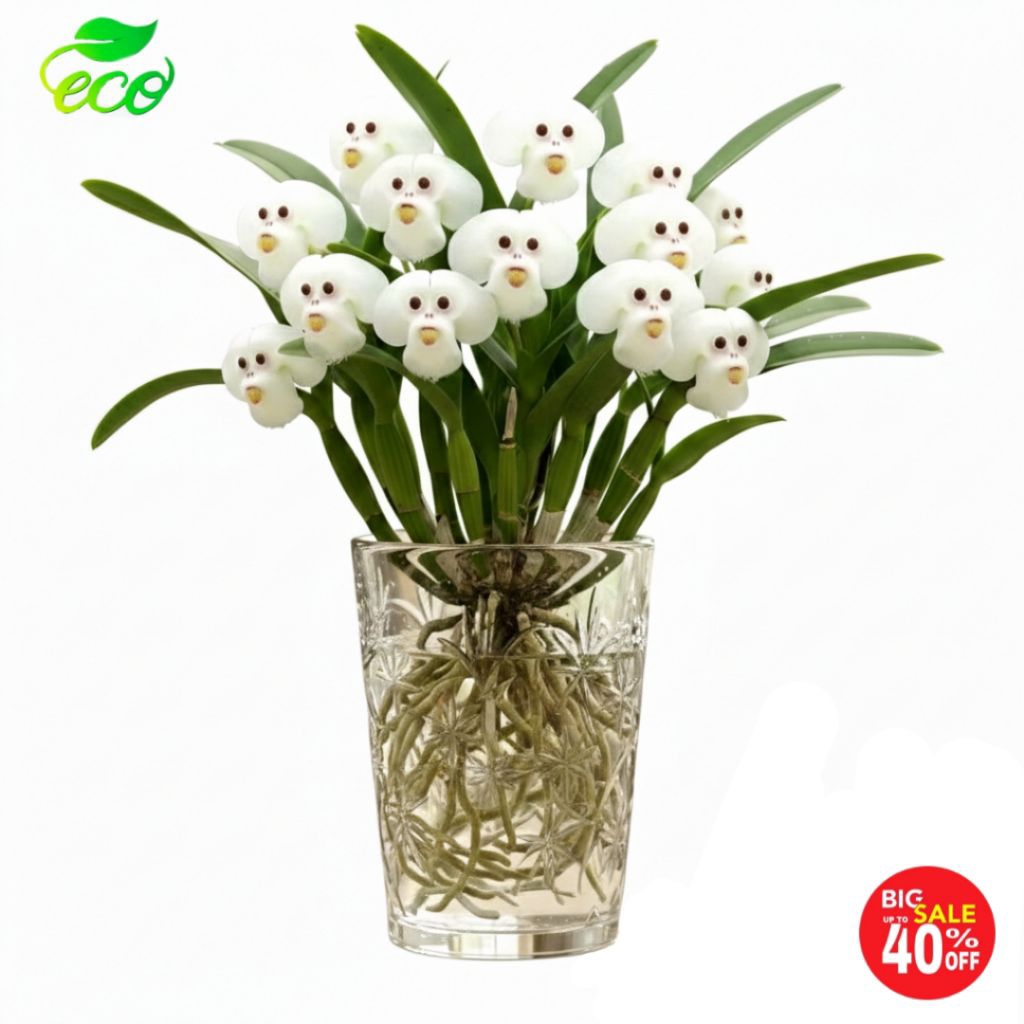 promo murah anggrek dendrobium dracula simia atau anggrek monyet