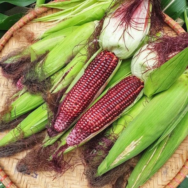 GARANSI - BENIH JAGUNG KETAN HITAM
