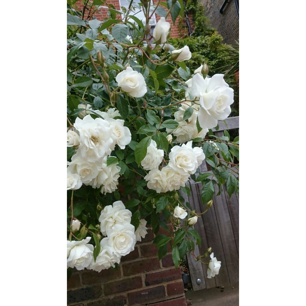 Mawar rambat import prosperity indukan wangi