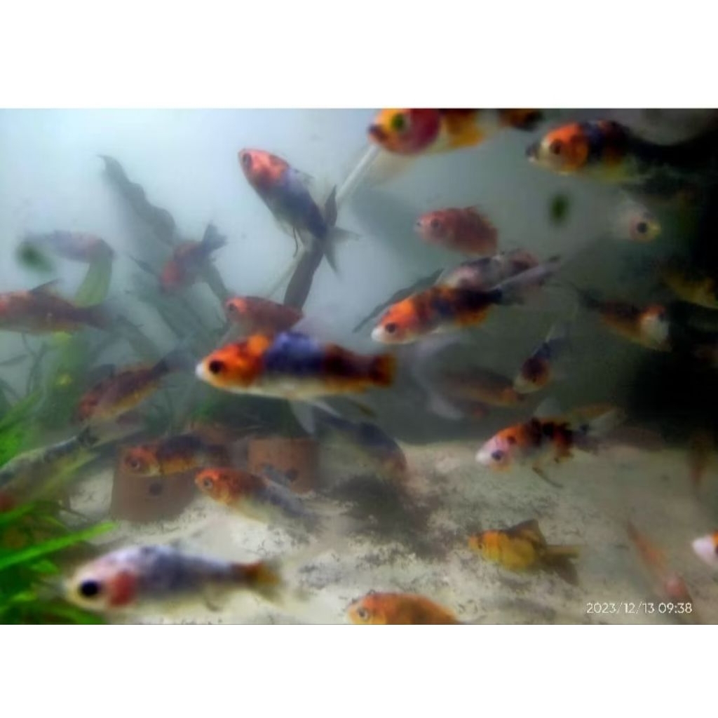 10 komet slayer kumpay koi slyer pancawarna dekorasi Akuarium aquaseceps air tawar semoga selamat sa