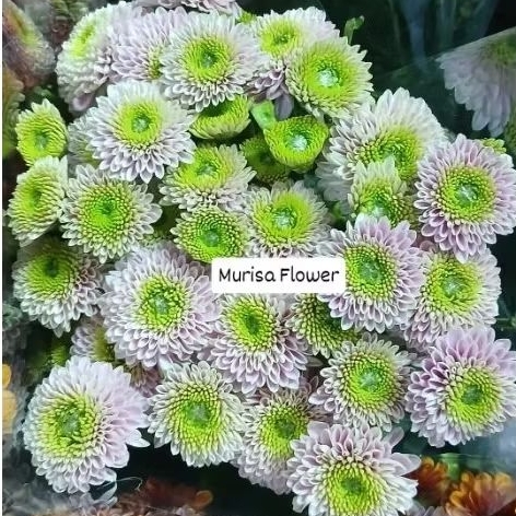 Bunga aster puma lolipop fresh per iket isi 10 tangkai