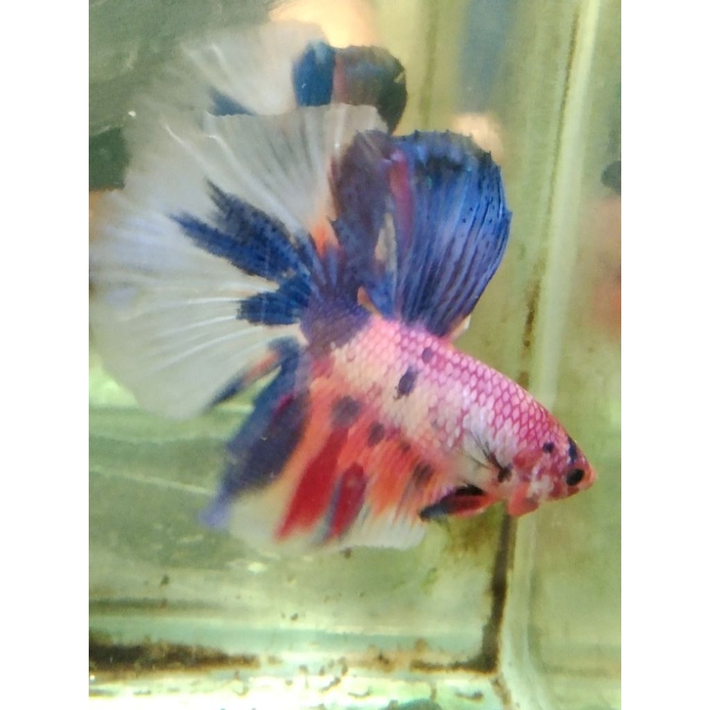 cupang HM multi size M