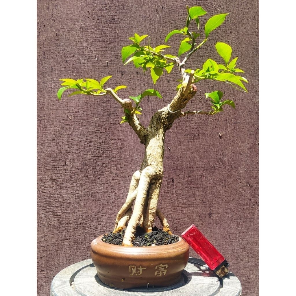 bonsai bougenville singapur  bogenvil realpict + pot keramik