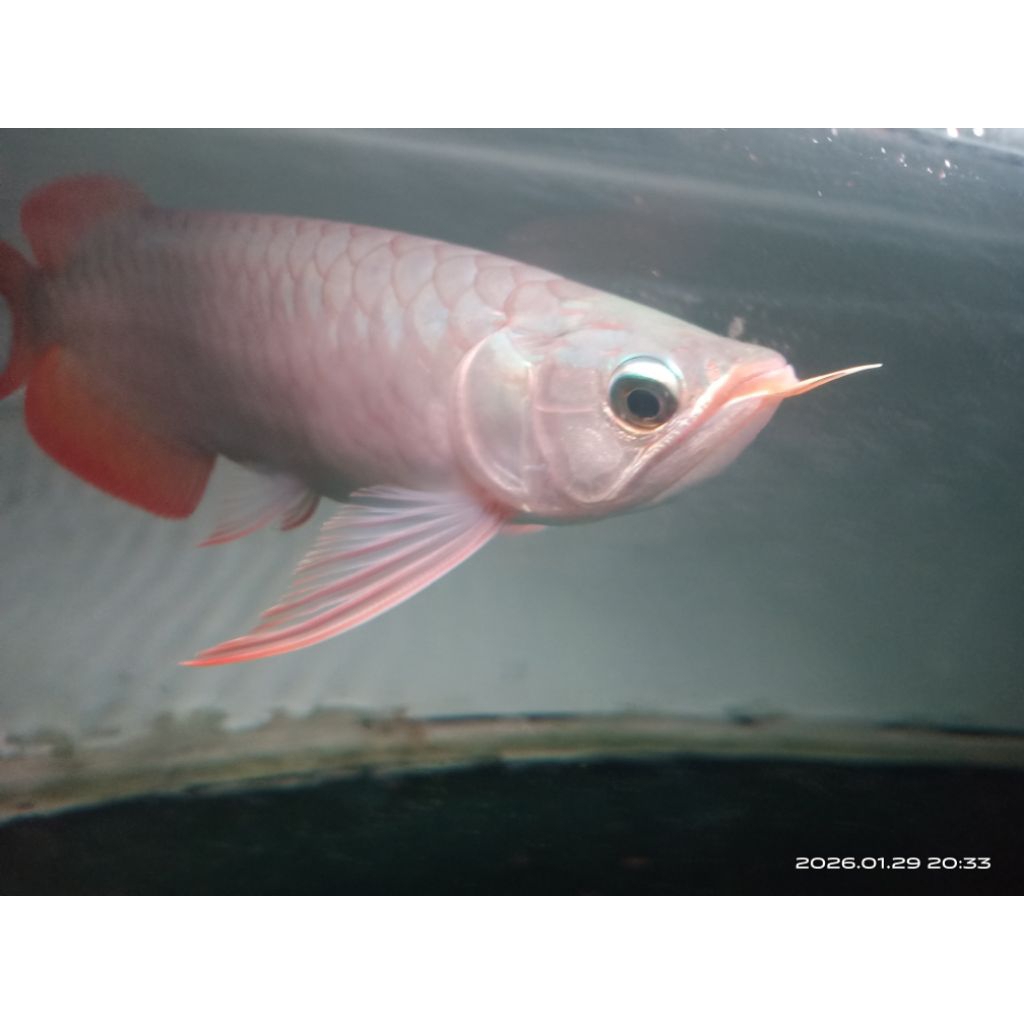 arwana super red dragon