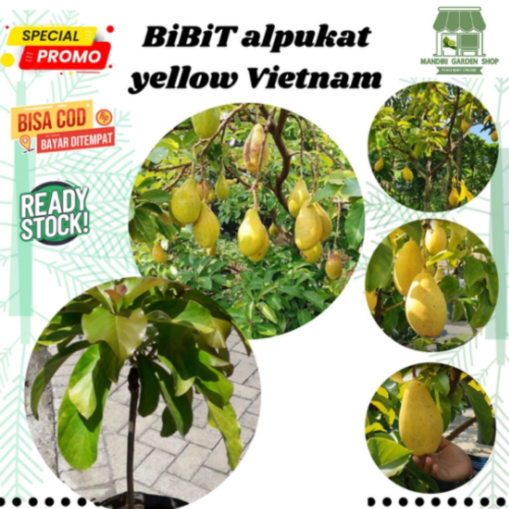bibit alpukat yellow Vietnam